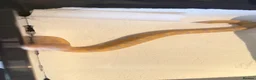 Python Snake reptiles for sale: Candy-GHI-66% het Pied Female - Advert 26