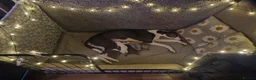 Whippet dogs for sale: Beautiful litter of 6 puppies - 4 girls and 2 boys in Derby - Advert 11