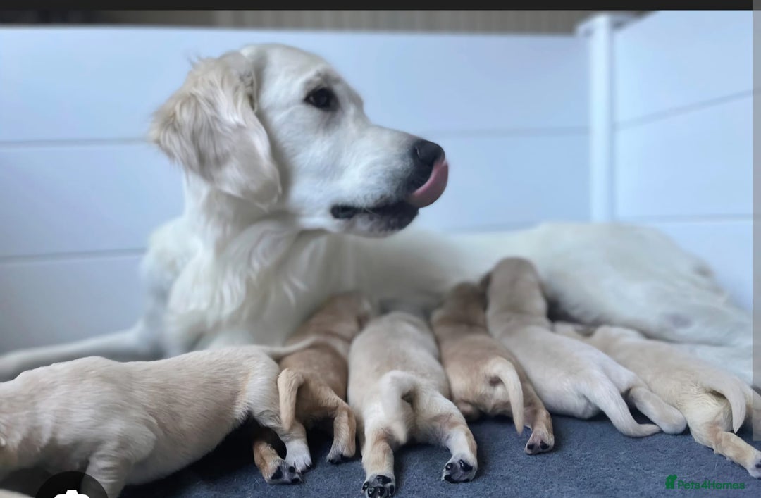 Golden Retriever dogs for sale: KC Golden Retriver READY 20Th December  - Advert 8