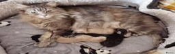 Maine Coon cats for sale: Three beautiful Maine Coon kittens - Advert 2