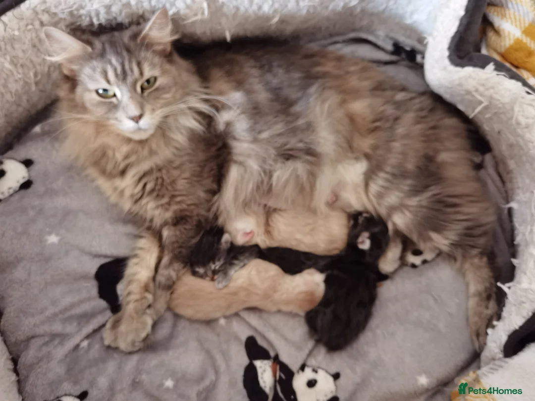 Maine Coon cats for sale: Three beautiful Maine Coon kittens - Advert 2