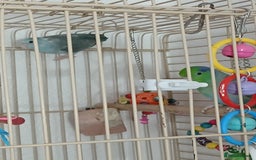 Parrots birds for sale: Bonding pair of parrotlets and conures  - Image 3
