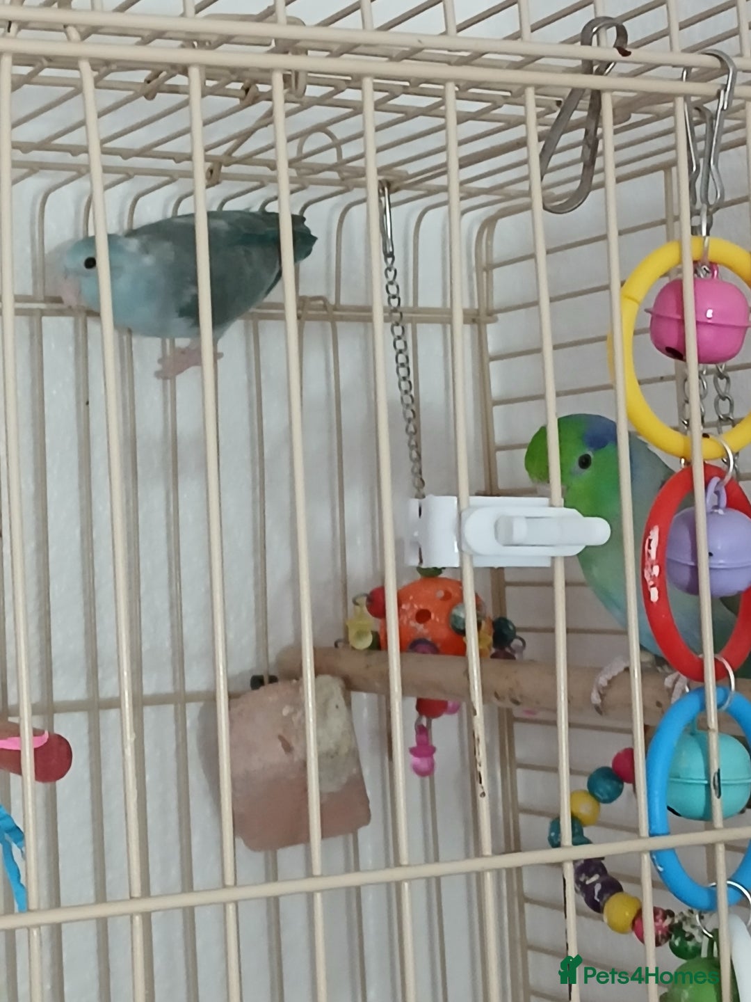 Parrots birds for sale: Bonding pair of parrotlets and conures  - Image 3