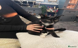 Mixed Breed cats for sale: Bethany   - Image 2