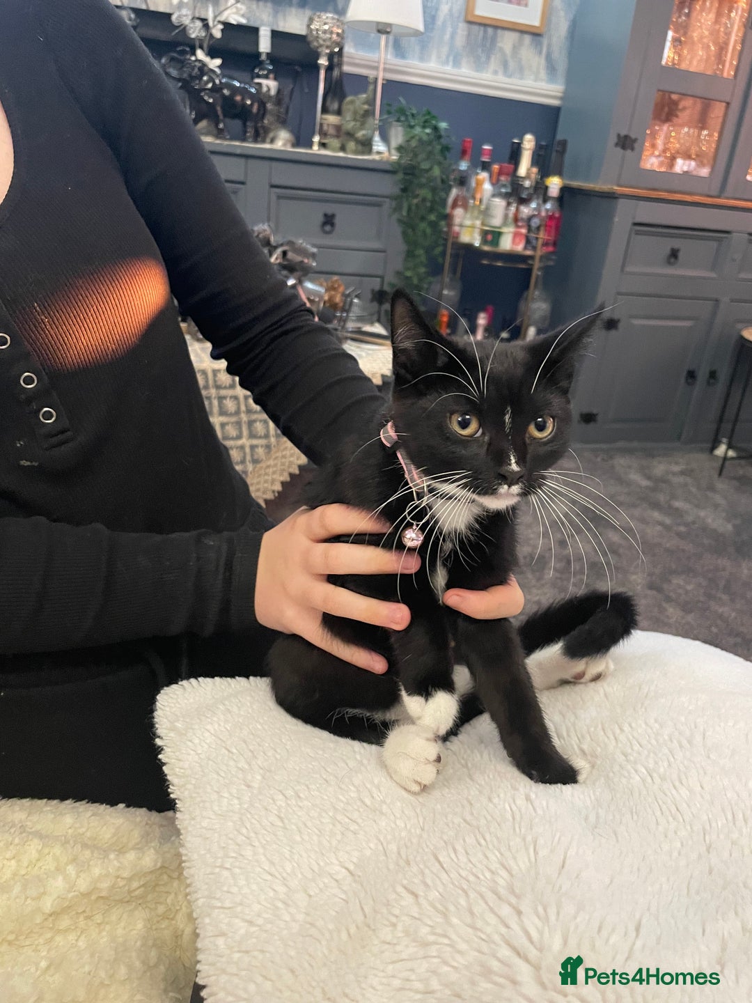 Mixed Breed cats for sale: Bethany   - Image 2