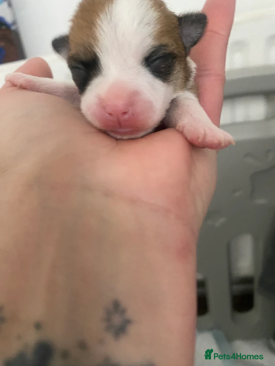Jack Chi dogs for sale: 3/4 Chihuahua 1/4 Jack Russell puppies  - Advert 9