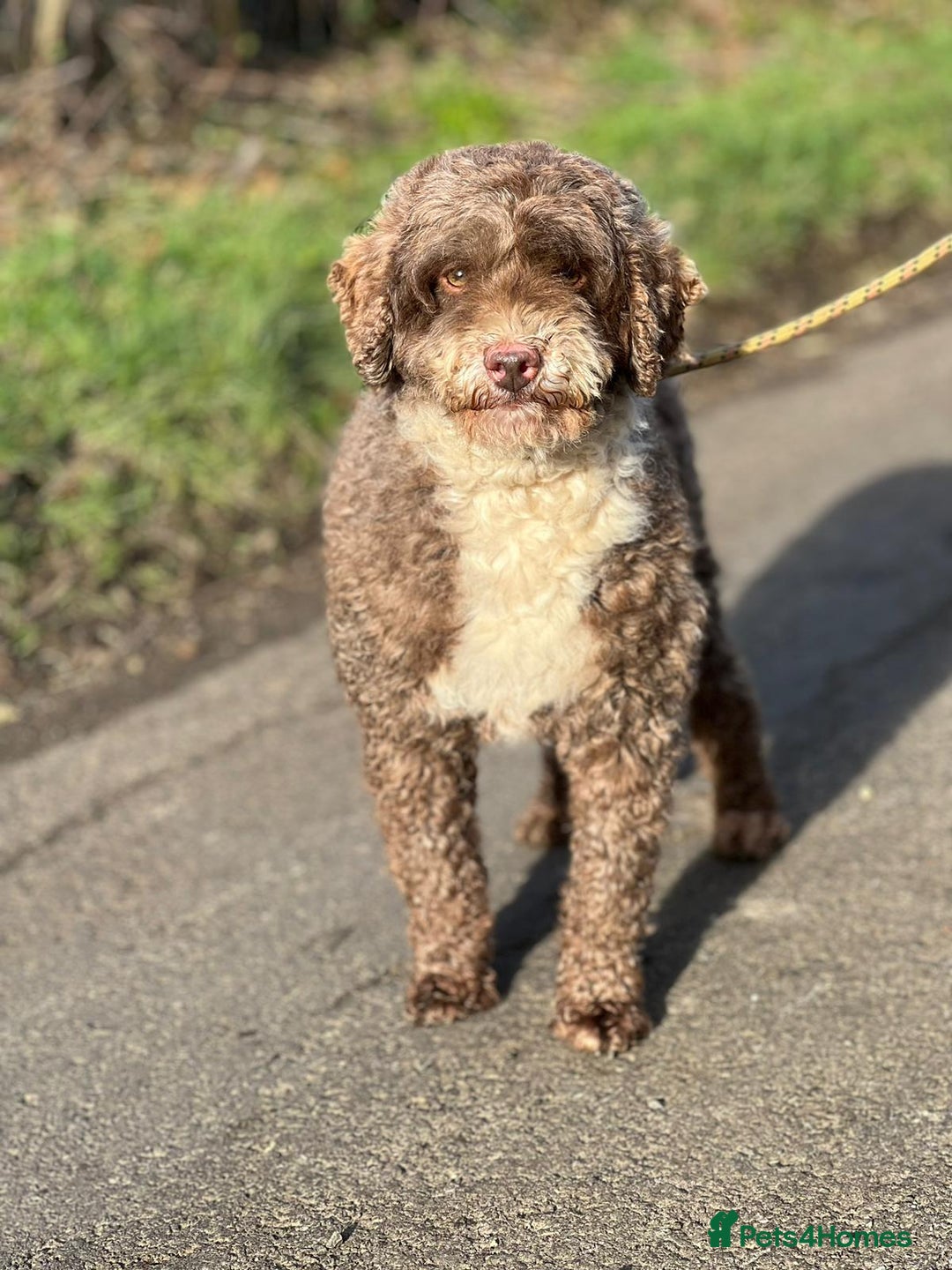 Miniature Poodle dogs for stud: Miniature Poodle KC Reg Fully DNA Health Tested  in Radstock - Image 8
