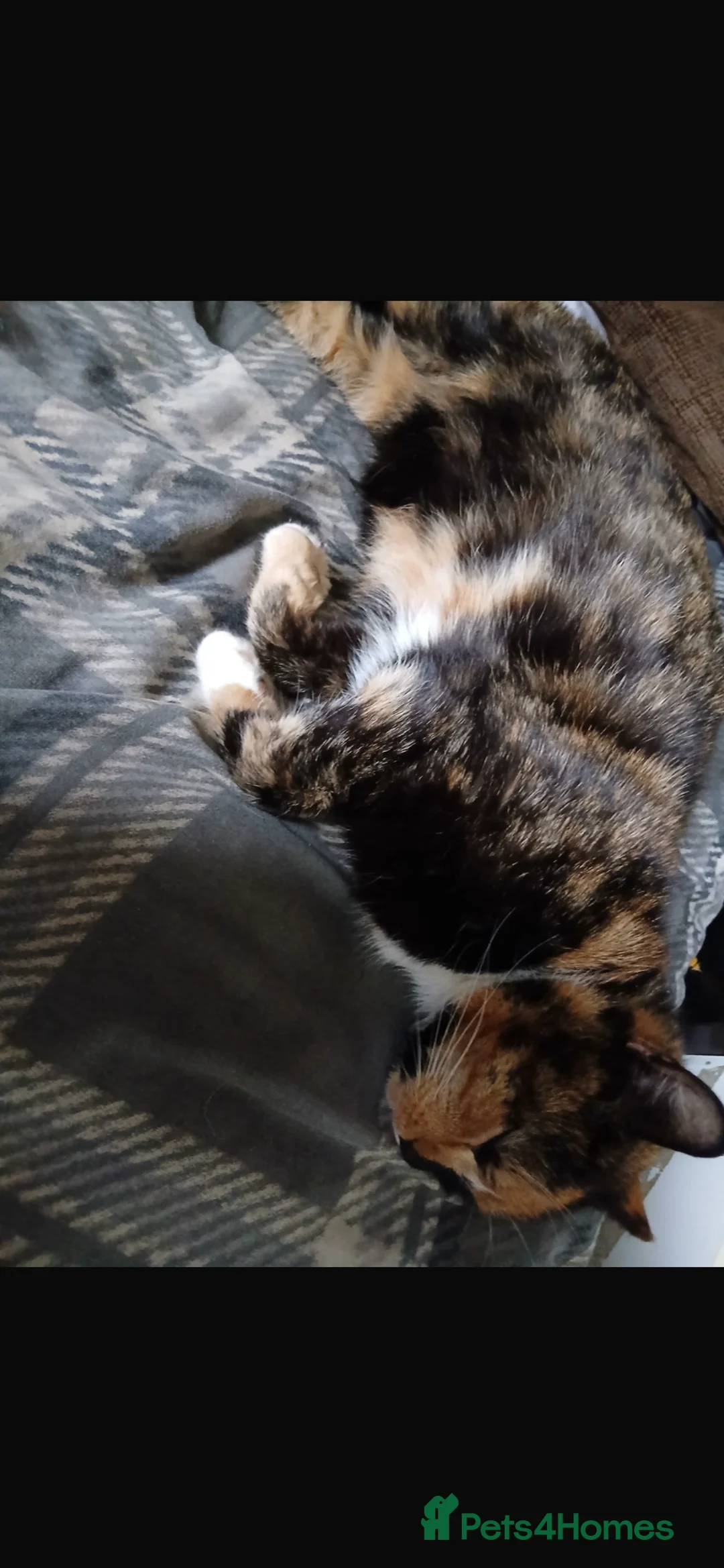 Mixed Breed cats for sale: 2 Kittens Available For their forever homes - Advert 2