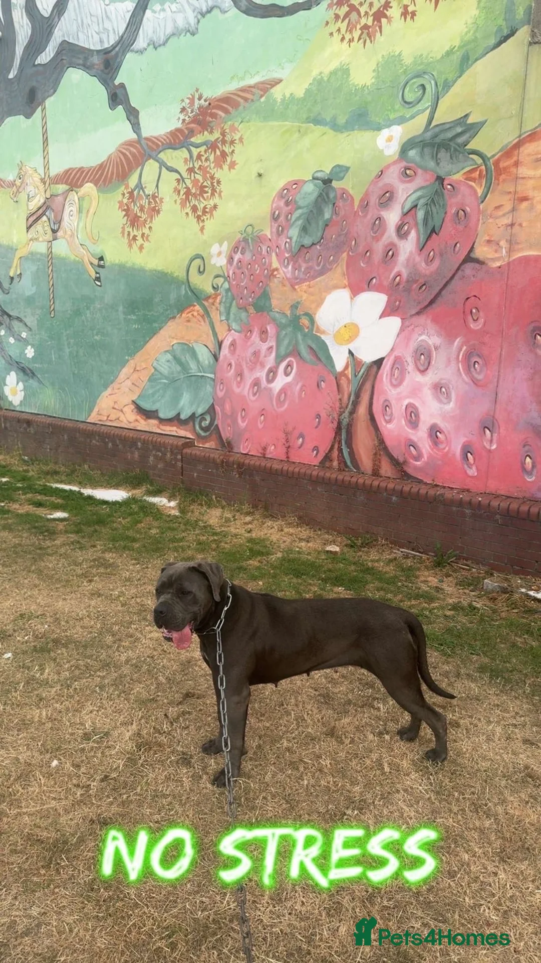 Cane Corso dogs for sale: Female Cane Corso - Advert 2