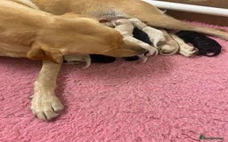 Labrador Retriever dogs for sale: Health tested Working Labradors. - Image 3