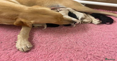 Labrador Retriever dogs - Advert 1