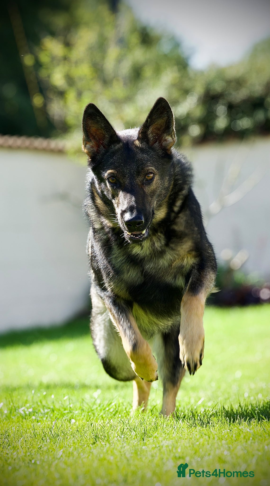 German Shepherd dogs Working lines GSD - Advert 3