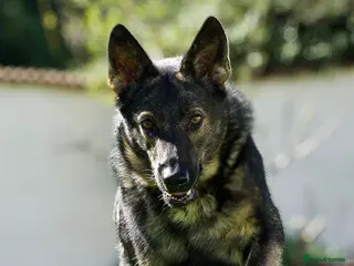 German Shepherd dogs Working lines GSD - Advert 3