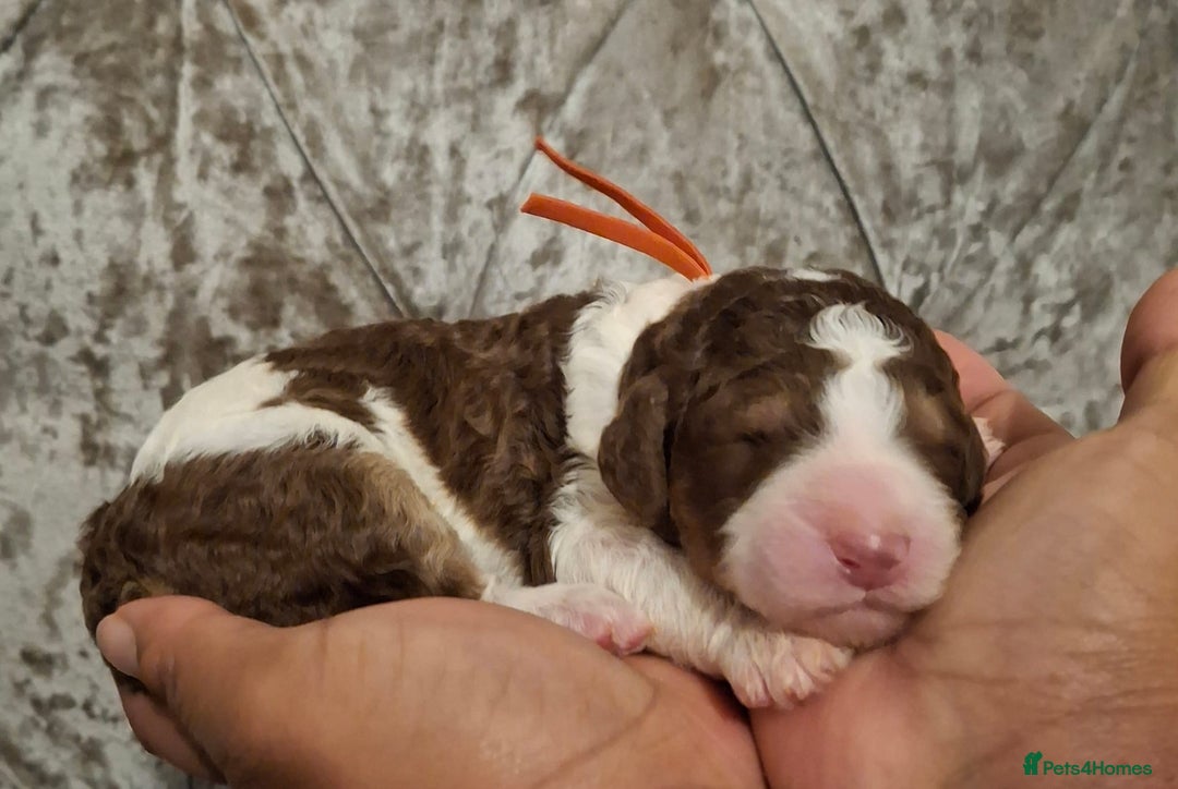 Standard Poodle dogs for sale: Beautiful KC registered parti tris - Advert 7