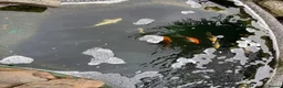 Other/Mixed Breed fish for sale:  8 Healthy Mature Pond Fish Job Lot  in Caerphilly - Advert 8