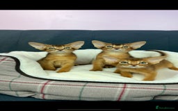 Abyssinian cats for sale: Gorgeous Abyssinian Kittens  Ready December 2025 - Image 2