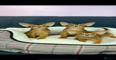 Abyssinian cats - Advert 4