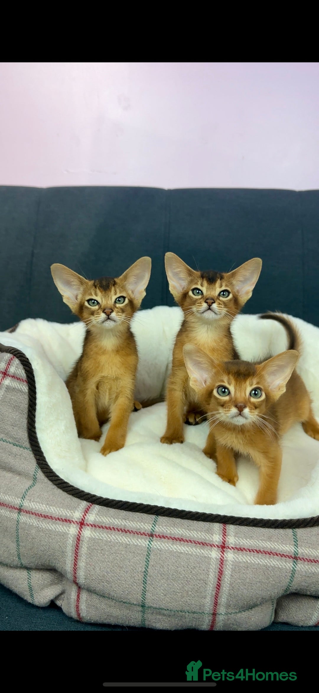 Abyssinian cats for sale: Gorgeous Abyssinian Kittens  Ready December 2025 - Image 2