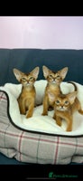 Abyssinian cats - Advert 2