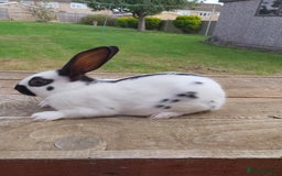 English Spot rabbits for sale: Baby English rabbits  - Image 1