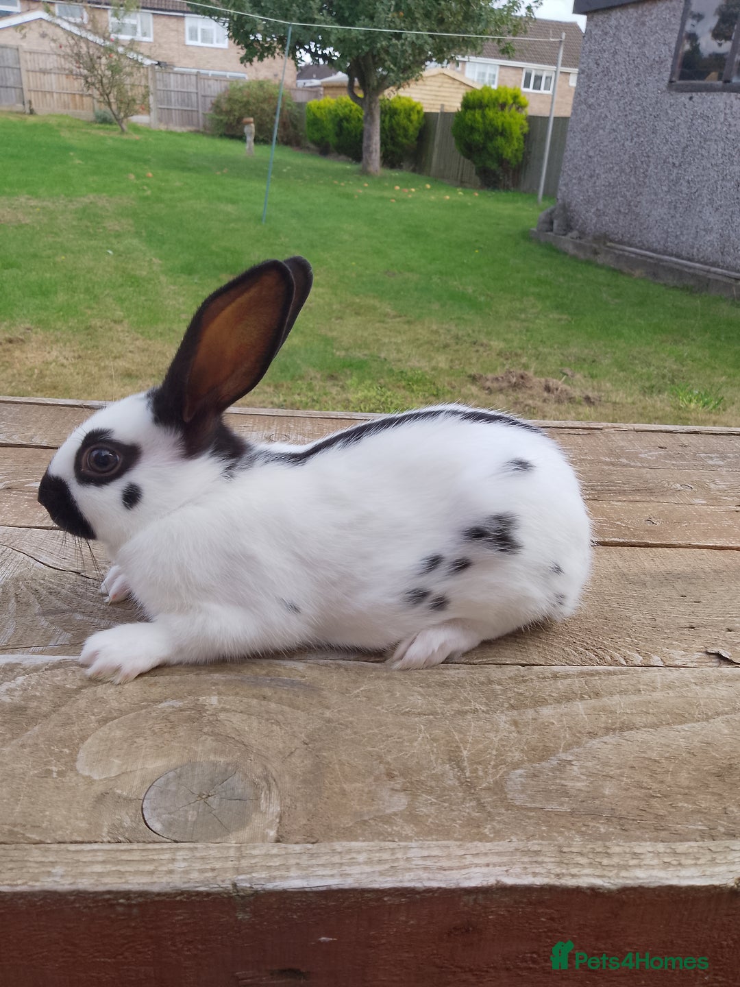 English Spot rabbits for sale: Baby English rabbits  - Image 1
