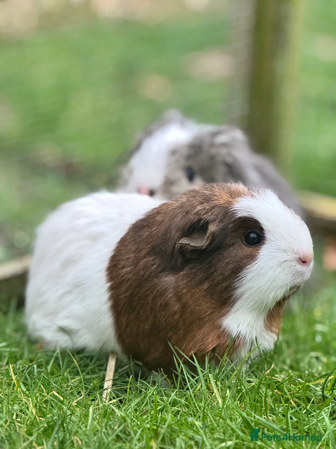Guinea Pig rodents for sale: 2 Female Guinea Pigs - Advert 1