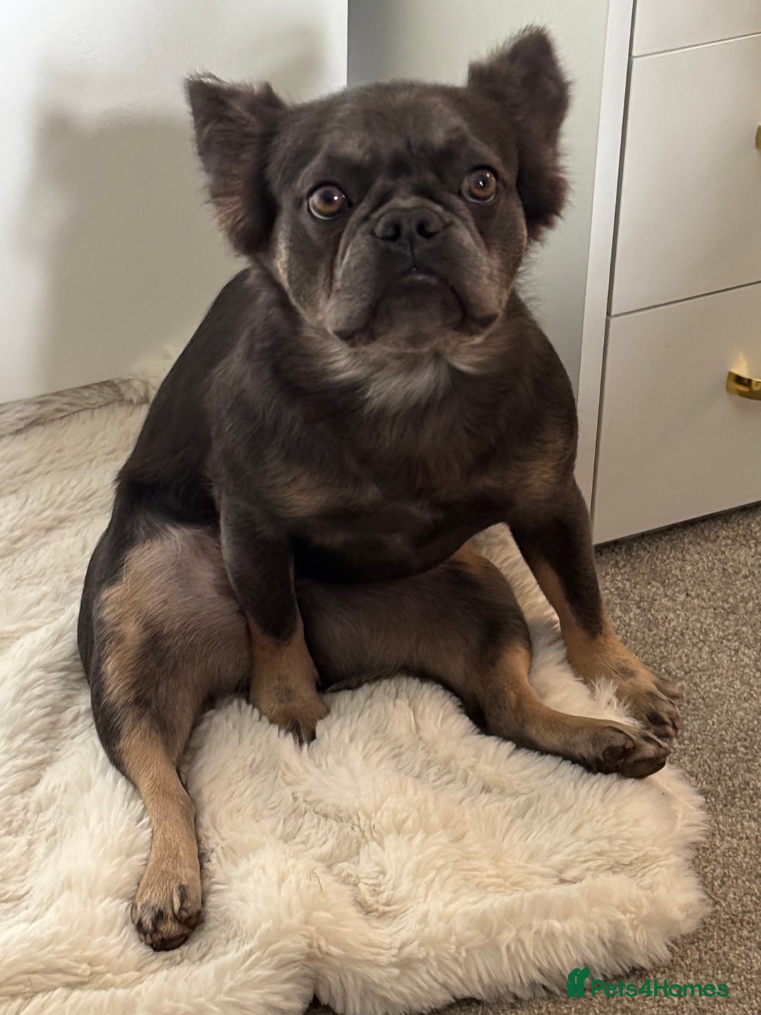 French Bulldog dogs for sale: French bulldog #fluffy#kc - Advert 3