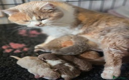 British Shorthair cats for sale: TICA reg British shorthair and longhair kittens - Image 1