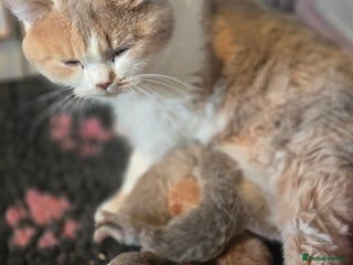 British Shorthair cats - Advert 7