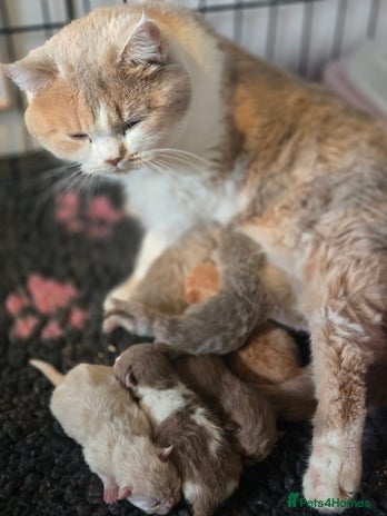 British Shorthair cats - Advert 1