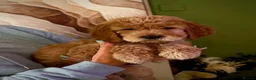 Double Doodle dogs for sale: Australian Double Doodle - Boys and Girl  - Advert 6