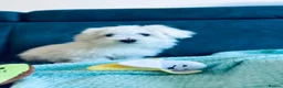 Maltese dogs for sale: ONE SMALL FLUFFY MALTESE BOY - Advert 4