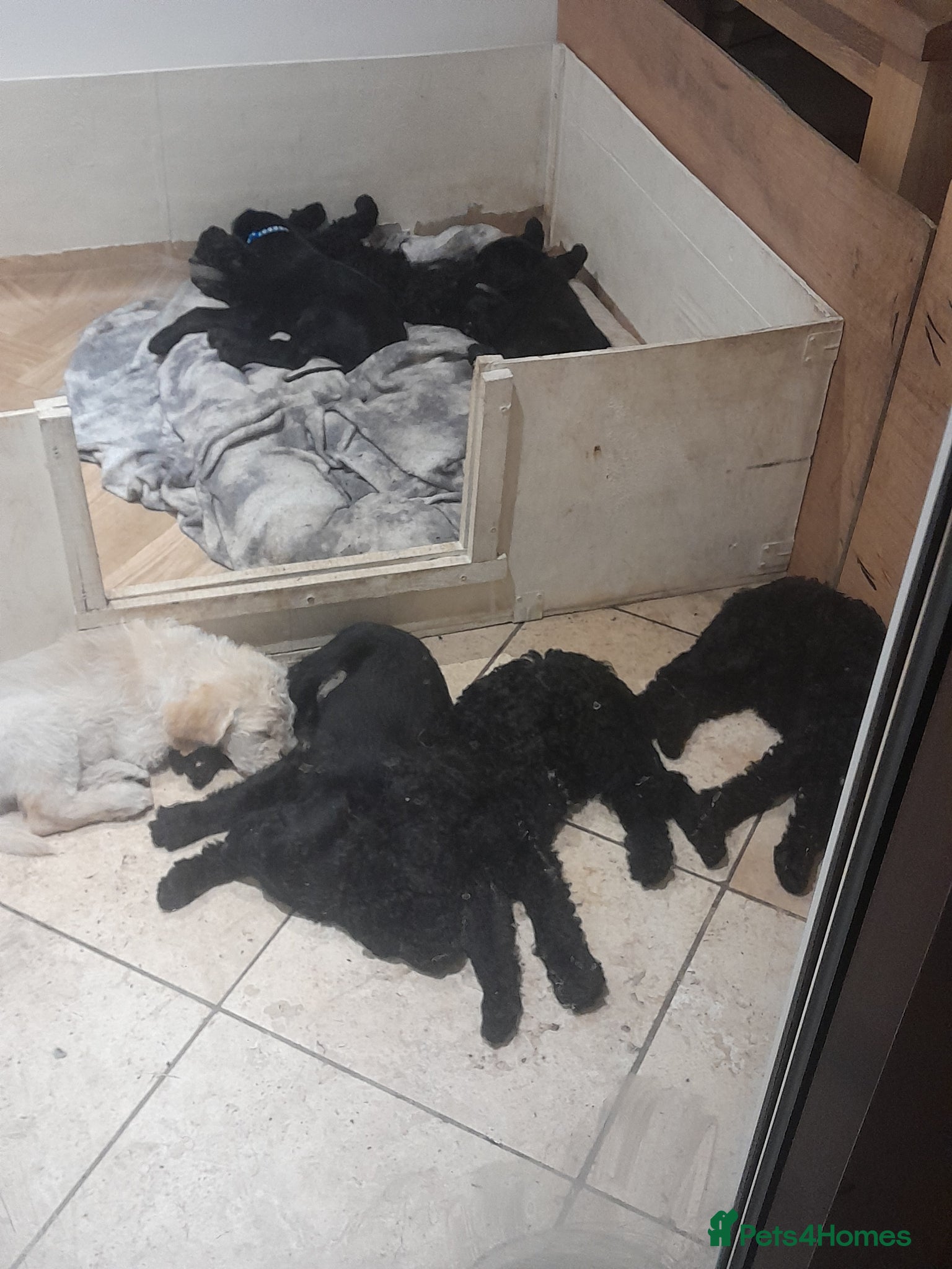 Goldendoodle dogs for sale: Gorgeous Goldendoodle puppies - Advert 16