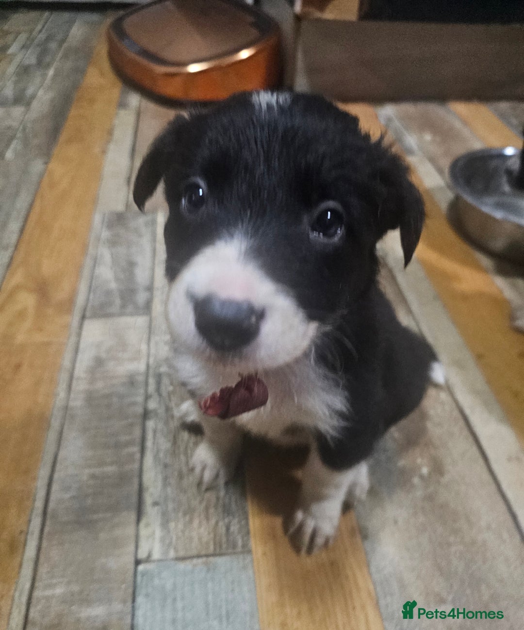Border Collie dogs for sale: Ready NOW - One Border Collie Pup Left - Advert 32