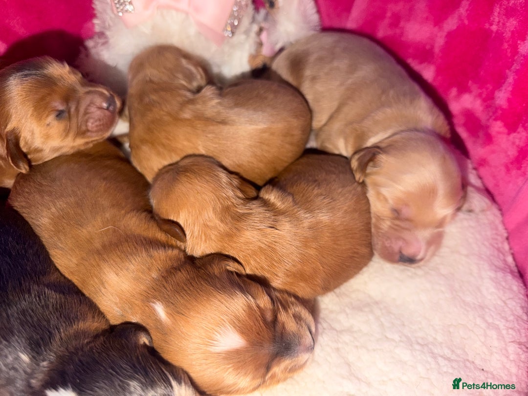 Cockapoo dogs for sale: Cockapoo pups  - Advert 15