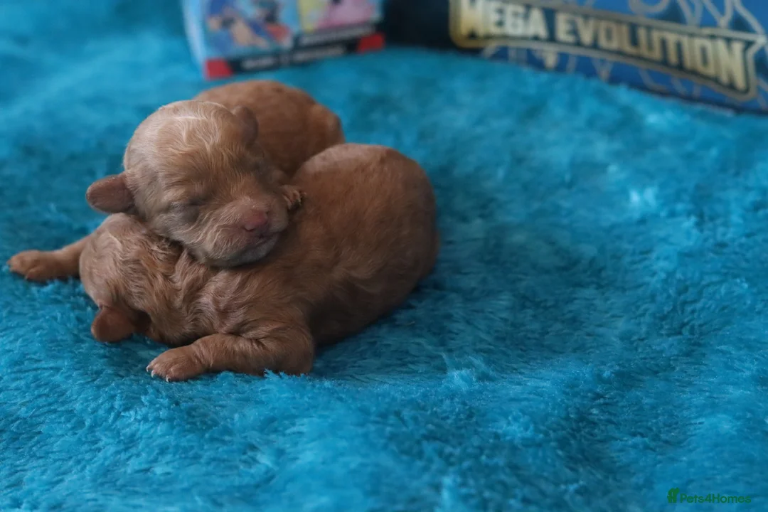 Maltipoo dogs for sale: 4 Maltipoo Puppies - 2 Apricot Girls & 2 Red Boys - Advert 12