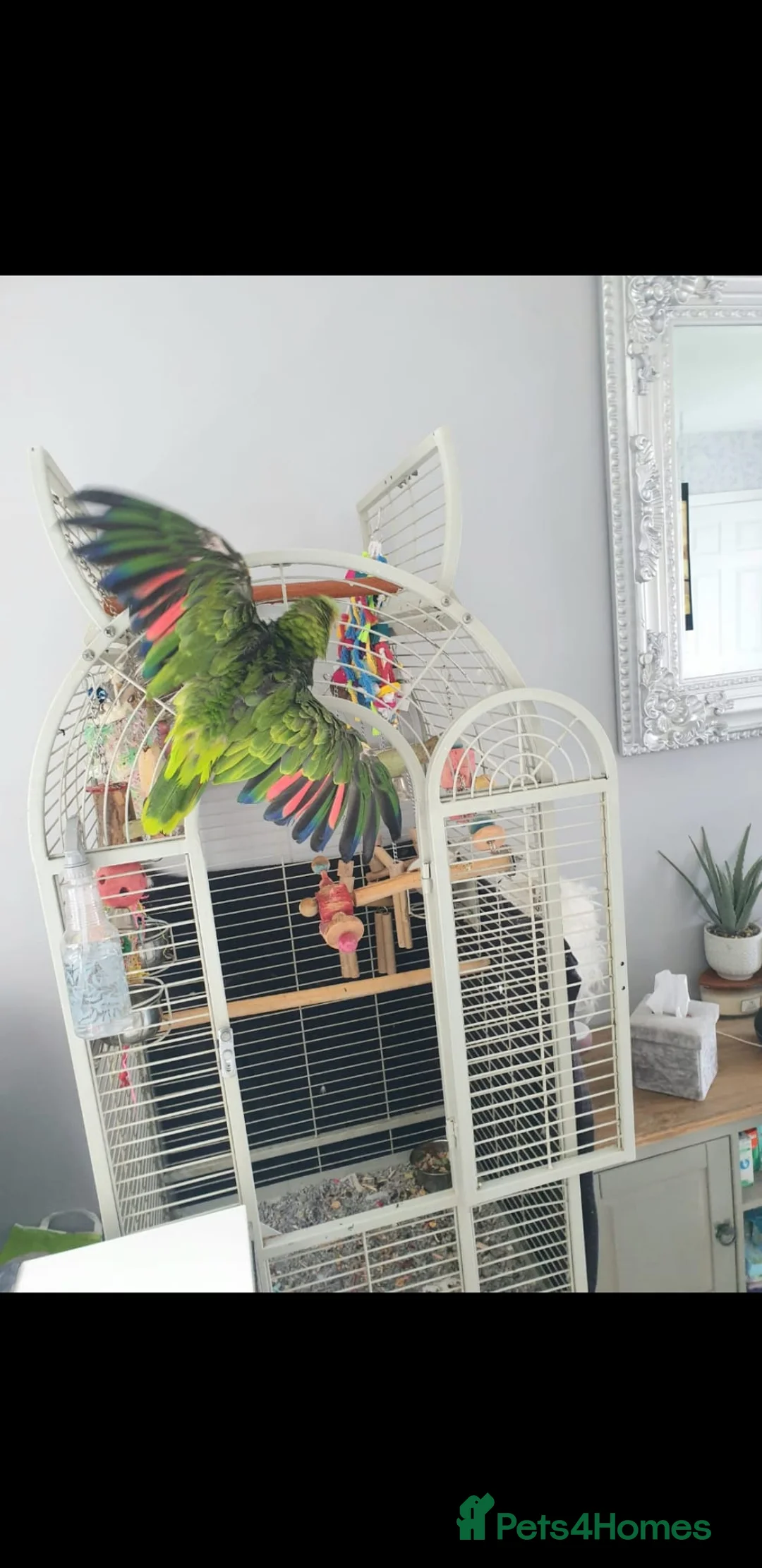 Parrots birds for sale: Amazon parrot  in Leigh - Advert 10