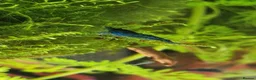 Shrimps fish for sale: 🔥Juv. RED & BLUE SHRIMP🦐 + free plant 🍃 - Advert 12