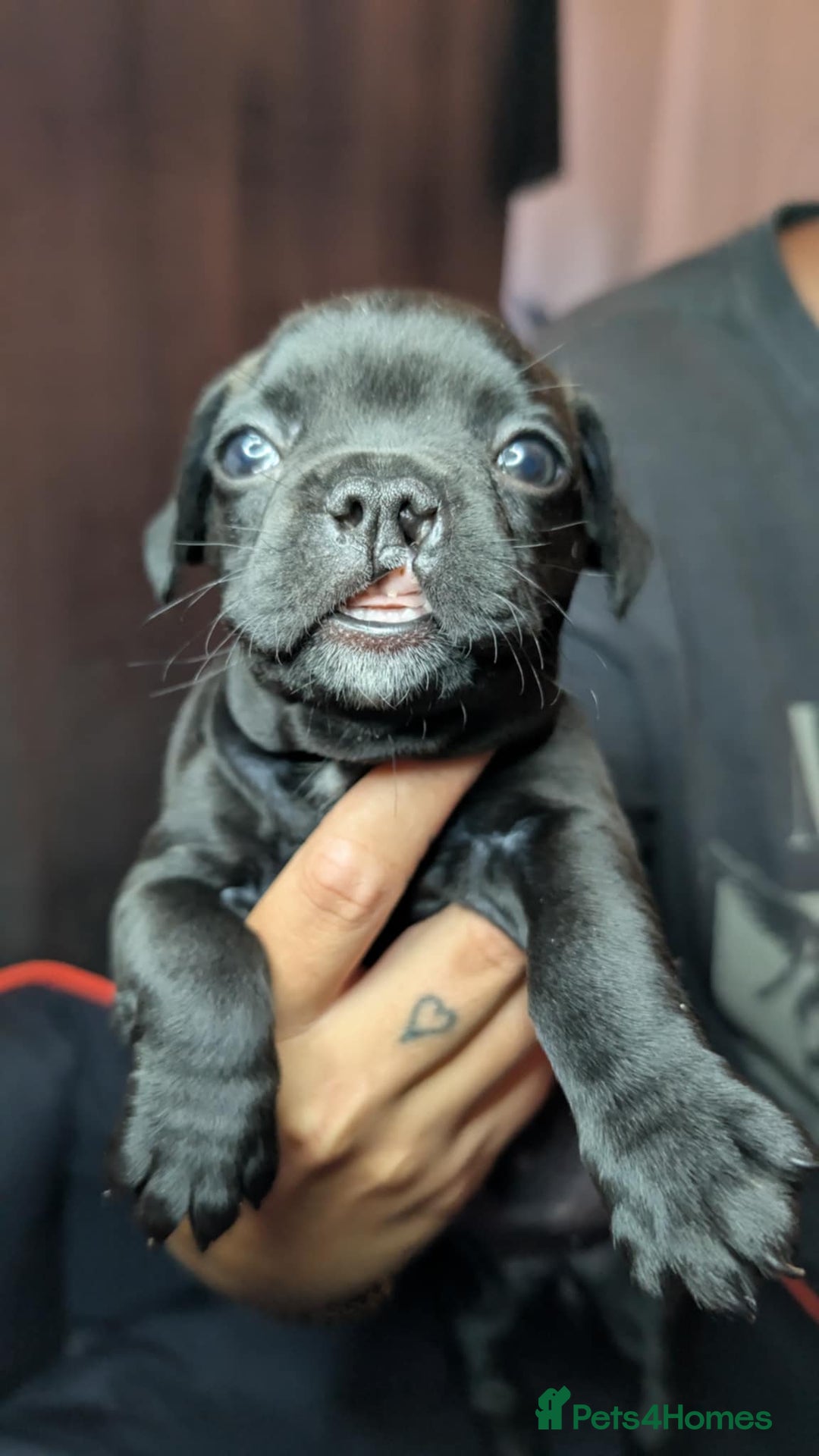 Mixed Breed dogs for sale: Frenchie x pups  - Image 14