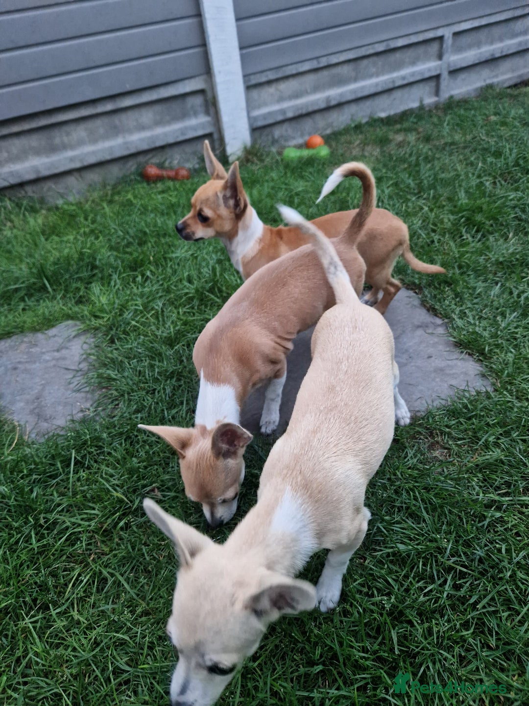 Chihuahua dogs for sale: Chihuahua puppies  - Image 3