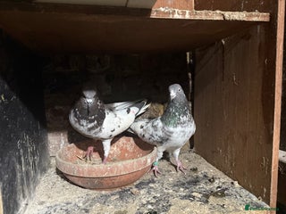Mixed Breed birds Pakistani high flyers for sale - Advert 1