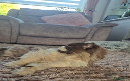 British Longhair cats for sale: Stunning GCCF Reg Male (Russian Imported parents)  - Image 2