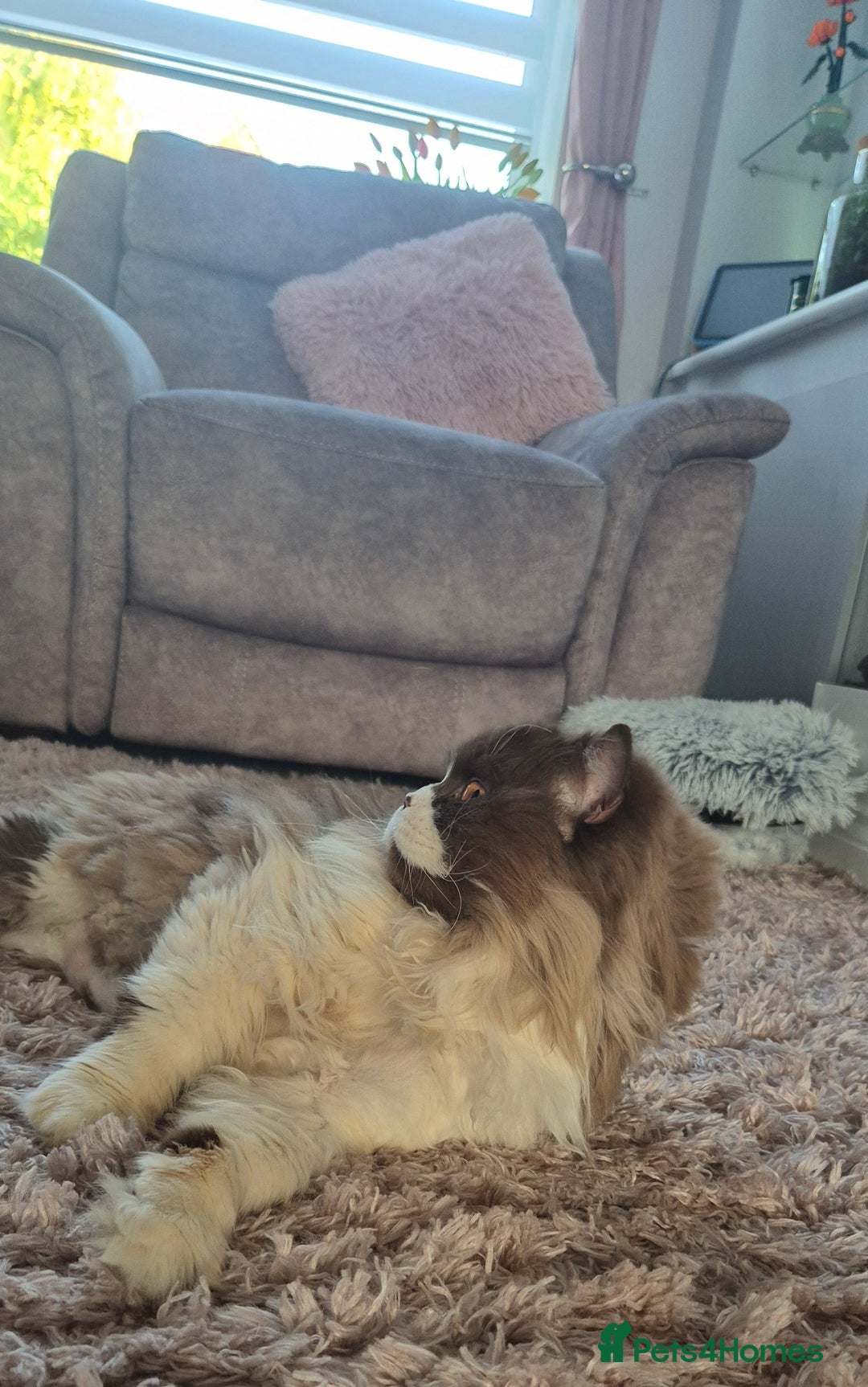 British Longhair cats for sale: Stunning GCCF Reg Male (Russian Imported parents)  - Image 2