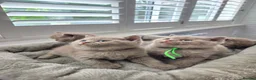 British Shorthair cats for sale: Beautiful Pure Breed ✨ British Shorthair Kittens ⭐ - Advert 1