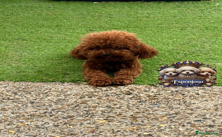 Toy Poodle dogs in Thetford - Advert 1