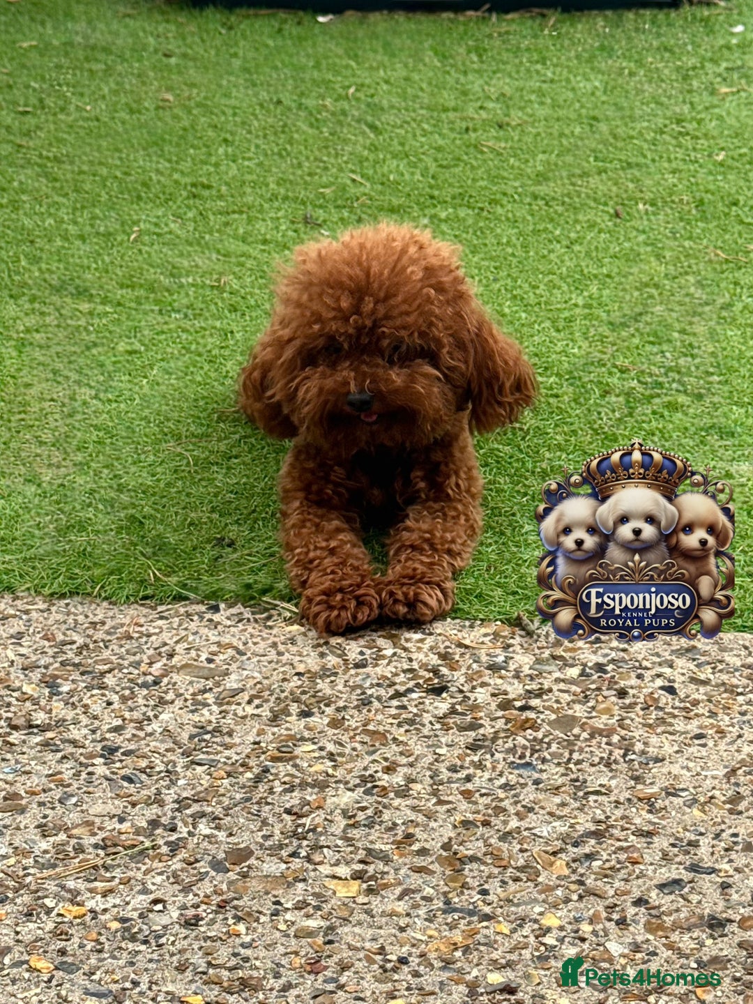 Toy Poodle dogs for stud: 🔥One-in-a-Million Asian ☕️ toy poodle DNA Stud🧸 in Thetford - Image 3