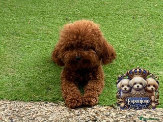 Toy Poodle dogs 🔥One-in-a-Million teddy Asian toy poodle DNA Stud in Thetford - Advert 1