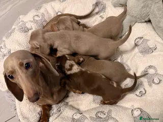 Miniature Dachshund dogs Beautiful Miniature Dachshund Puppies - Advert 1