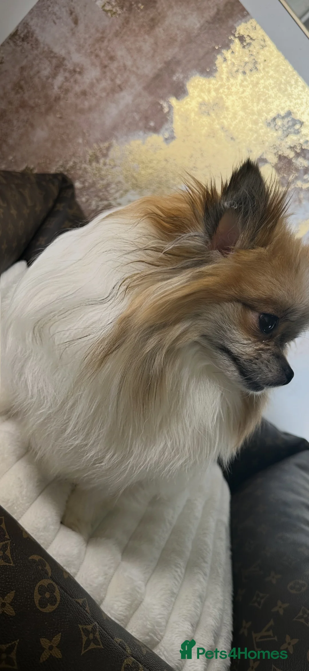 Pomeranian dogs for sale: Pomeranian puppies 💕 - Advert 5