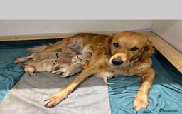 Labrador Retriever dogs for sale: Beautiful Labrador Bella 6 months old  - Image 8